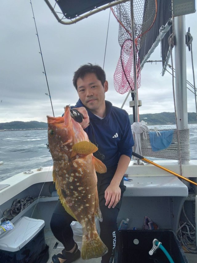 アコウ(キジハタ)