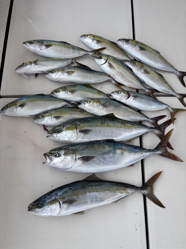 ハマチ(ブリ)・メジロ(ブリ)