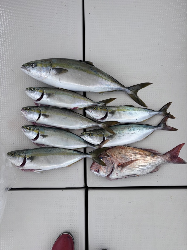 マダイ・ハマチ(ブリ)・メジロ(ブリ)