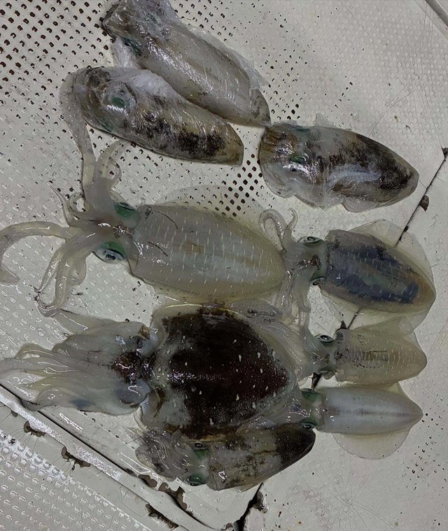 アオリイカ・コウイカ