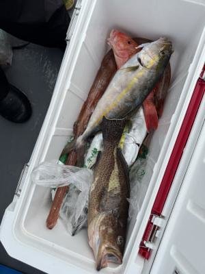 オオモンハタ・カンパチ・オジサン・アカヤガラ