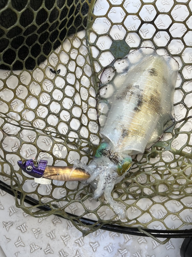 イカ(アオリイカ)