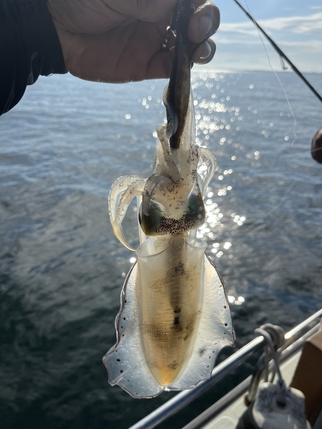 イカ(アオリイカ)