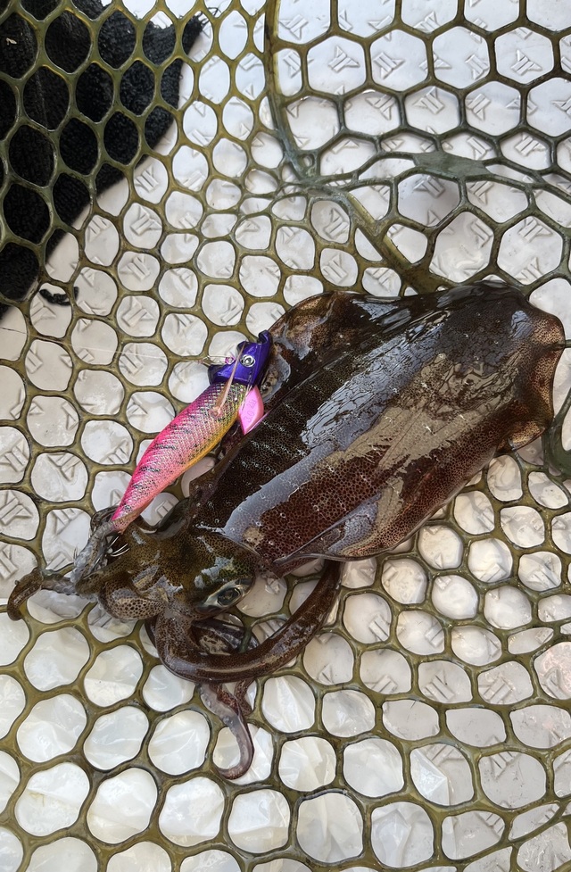 イカ(アオリイカ)