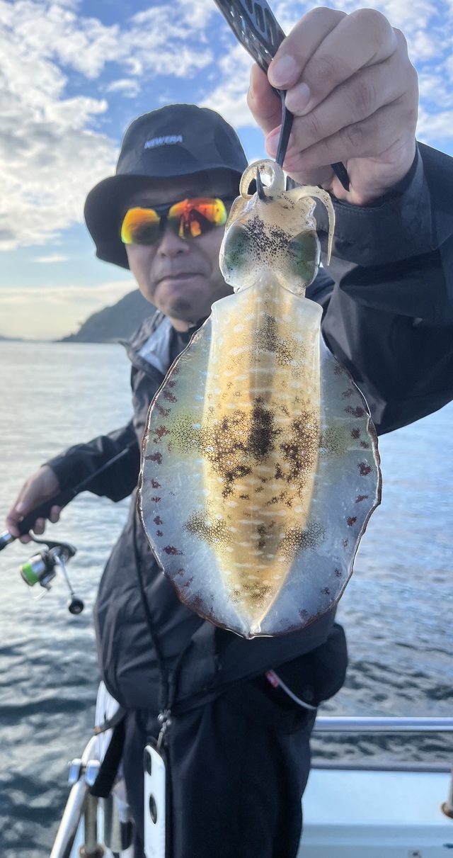 イカ(アオリイカ)