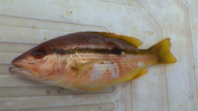 ヨコスジフエダイ