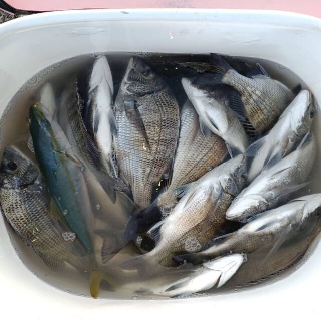 チヌ(クロダイ)