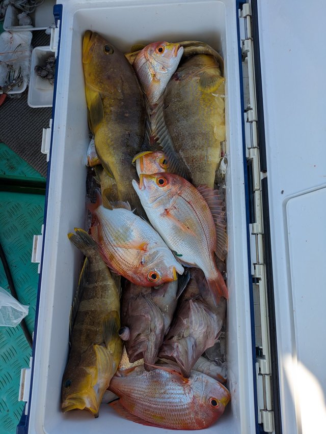 チダイ・マハタ・アオハタ・アマダイ(アカアマダイ)