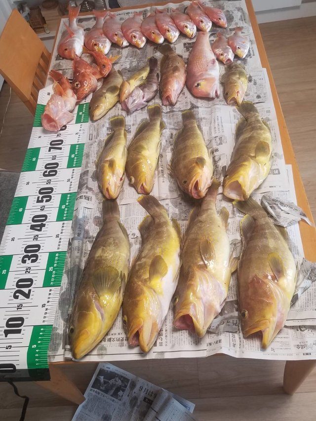 アオハタ・アマダイ(アカアマダイ)