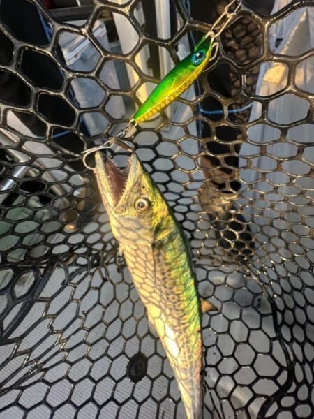 サゴシ(サワラ)