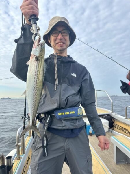 サゴシ(サワラ)