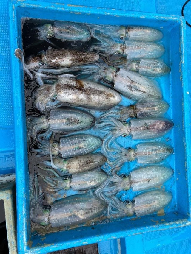 イカ(アオリイカ)