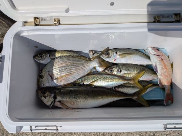 チャリコ(マダイ)・ヘダイ・アジ(マアジ)