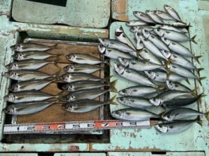 マアジ・マサバ