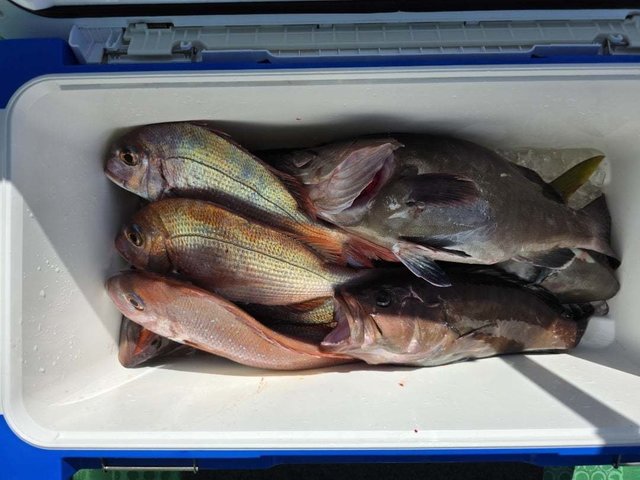 マダイ・ハナダイ(チダイ)・マハタ