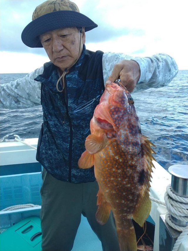 アコウ(キジハタ)