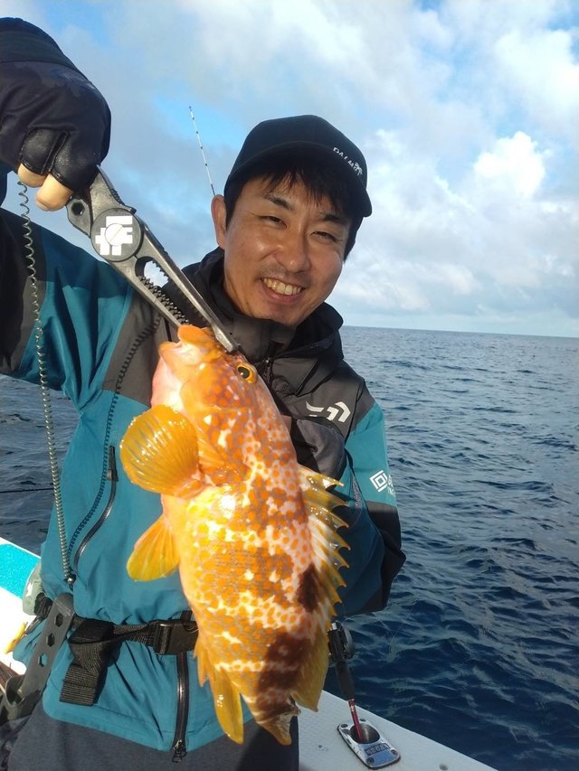 アコウ(キジハタ)