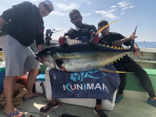 マグロ(キハダ)