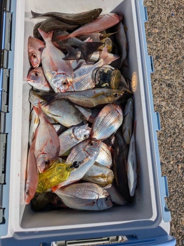 ハナダイ(チダイ)・イサキ