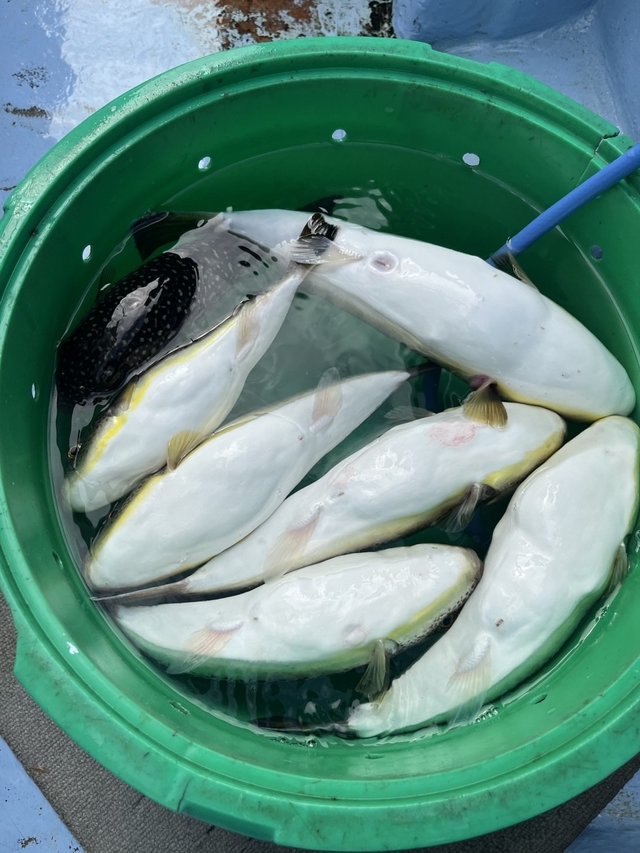 ショウサイフグ