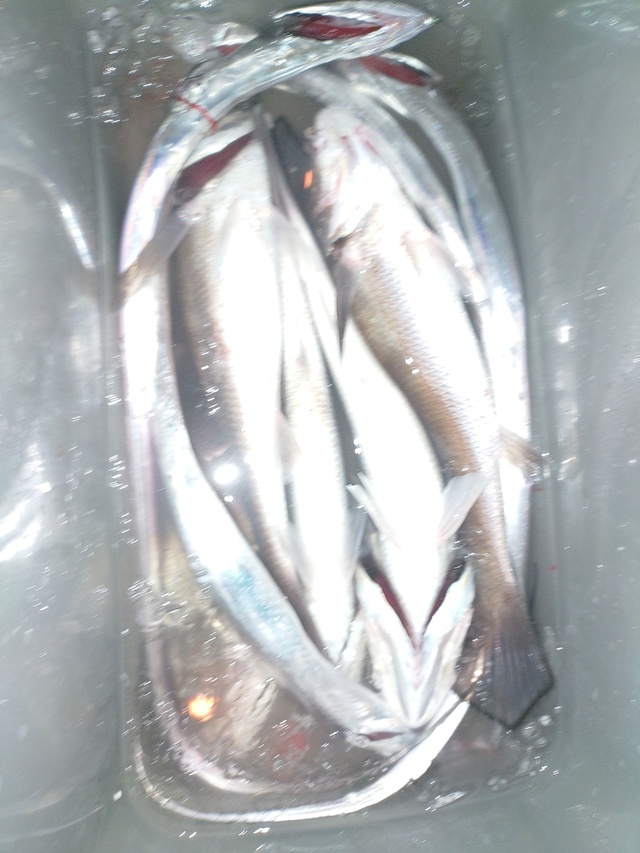 ニベ・タチウオ