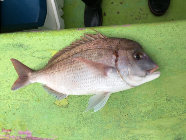 ハナダイ(チダイ)