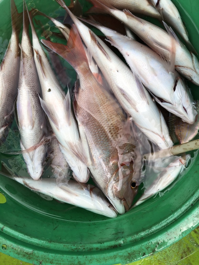 ハナダイ(チダイ)