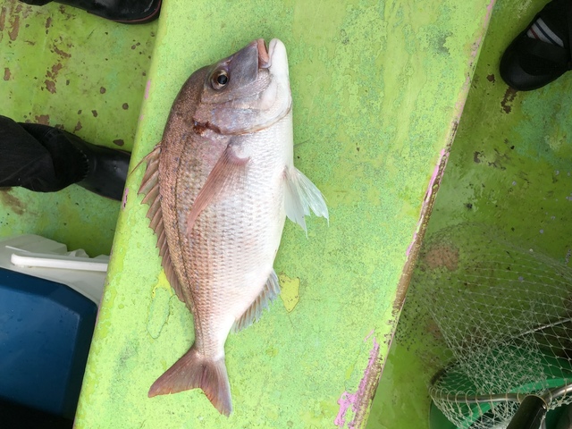 ハナダイ(チダイ)