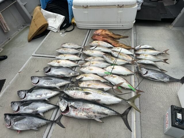 キジハタ・ブリ・カンパチ・コシナガ