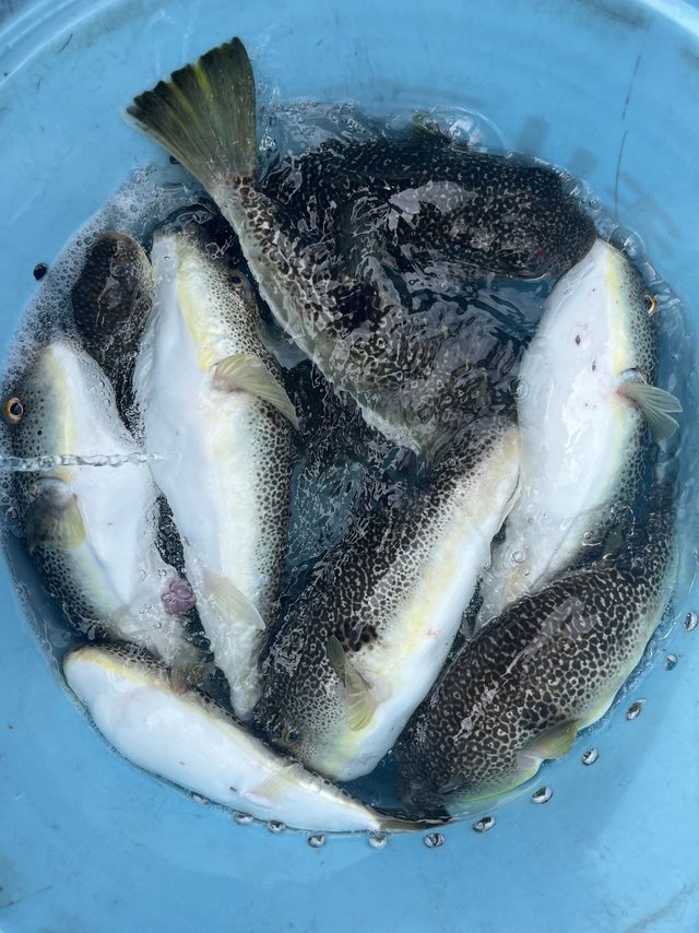 ショウサイフグ