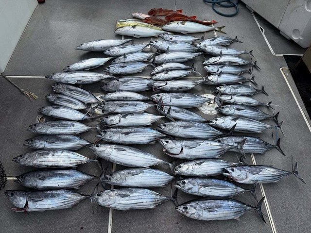 カツオ・ホウボウ