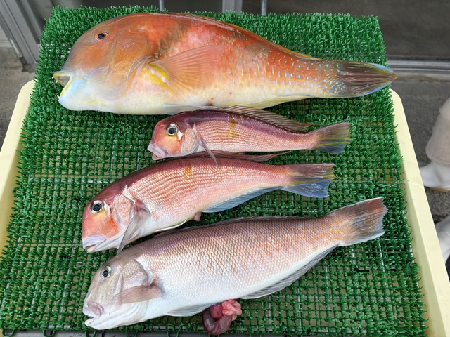 アマダイ(アカアマダイ)