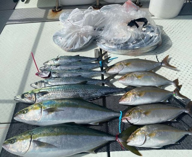 メジロ(ブリ)・カンパチ・サワラ・タチ(タチウオ)