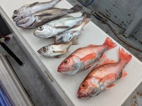 アカムツ・シロムツ(オオメハタ)・メイゴ(クログチ)