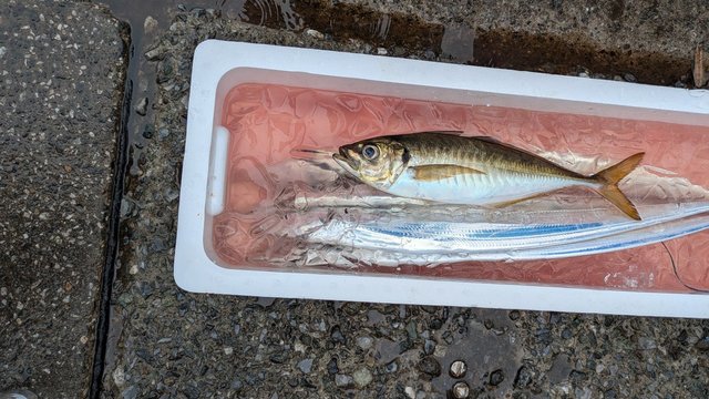 マアジ・タチウオ