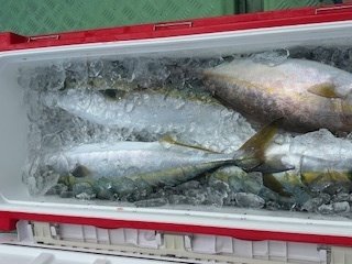 ブリ・ヒラマサ