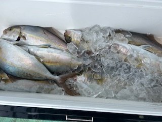 ブリ・カンパチ