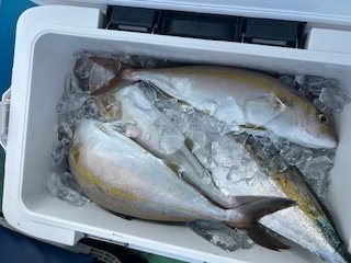 ブリ・カンパチ