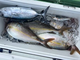 ヒラマサ・カンパチ