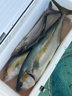 ブリ・ヒラマサ