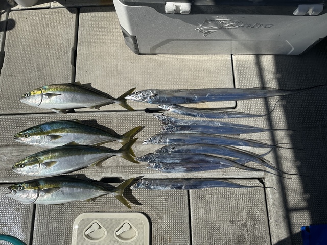 メジロ(ブリ)・タチウオ