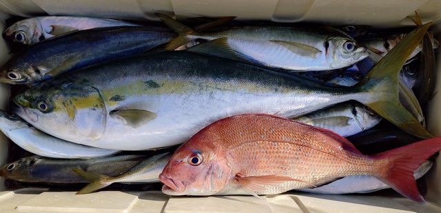 マダイ・アジ(マアジ)・ワラサ(ブリ)