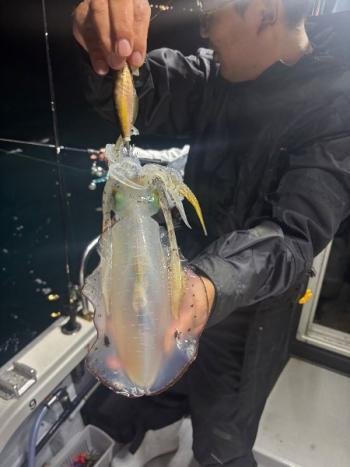 アオリ(アオリイカ)