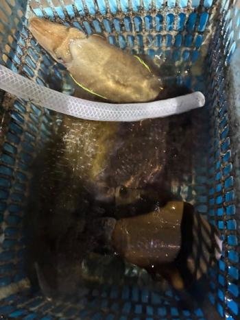 アオリイカ・コウイカ