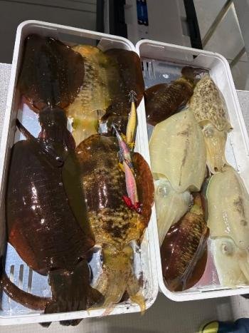 アオリイカ・コウイカ