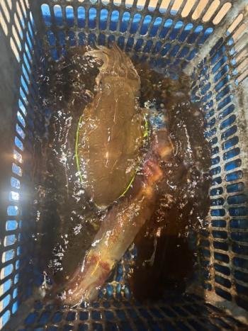 アオリイカ・コウイカ