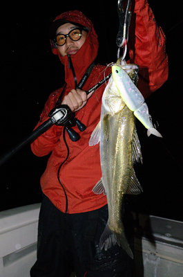 シーバス(スズキ)