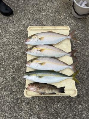 オオモンハタ・ハマチ(ブリ)・カンパチ