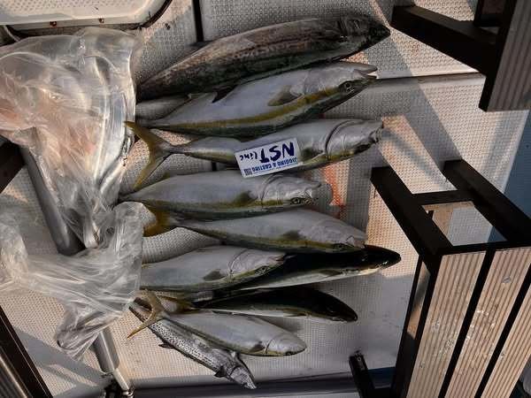 メジロ(ブリ)・サワラ・タチウオ