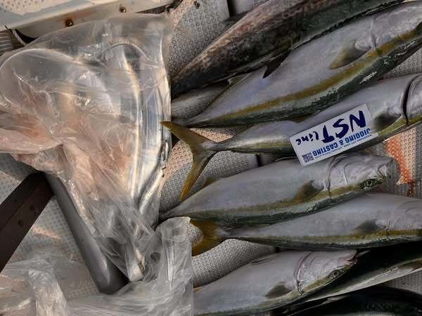 メジロ(ブリ)・サワラ・タチウオ